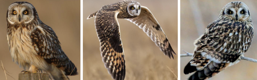 <ul><li><p><span style="background-color: transparent;"><strong>Habitat:</strong> large open areas with low veg- prairie and coastal grassland, meadows, savanna, tundra, marshes, ag areas, winter- similar but more likely to include large open areas within woodlots, stubble fields, fresh/saltwater marsh, etc.</span><span>&nbsp;</span></p></li><li><p><span style="background-color: transparent;"><strong>Diet:</strong> mostly small mammals- especially mice and voles, also eat shrews, moles, lemmings, rabbits, pocket gophers, bats, rats, weasels, and muskrats, also eat birds- adult and nestling terns, gulls, shorebirds, songbirds, etc.</span></p></li><li><p><span style="background-color: transparent;"><strong>Characteristics:</strong> medium sized, medium brown spotted with buff/white on upperparts, buff below, breast streaked (no horizontal stripes like barred owl), white rim around pale face, </span><span>dark black surrounding very yellow eyes</span><span style="background-color: transparent;">, round head, small ears, broad wings with smoothly rounded tips, short tail</span></p></li></ul><p></p>