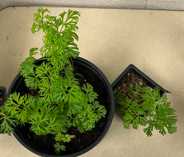 <ul><li><p>looks like a fern/parsley</p></li><li><p>flowers will be: </p><ul><li><p>white</p></li><li><p>blue-purple</p></li><li><p>pink-purple</p></li></ul></li><li><p>foliage becomes delicate as it matures</p></li></ul><p></p>