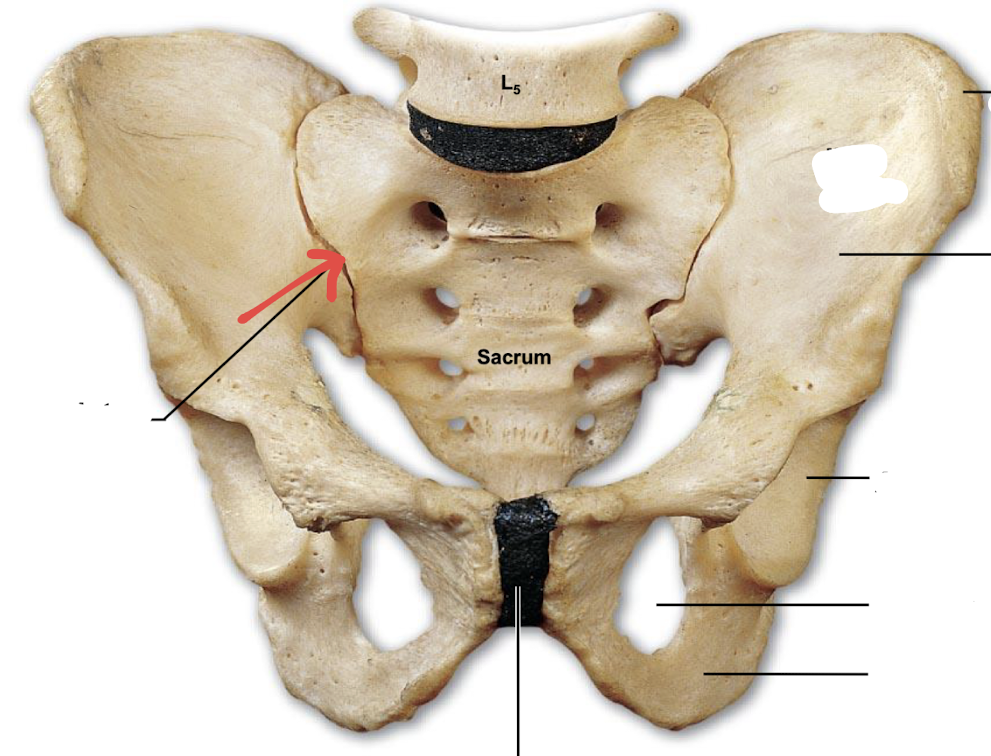 <p>what is this part of the hip?</p>