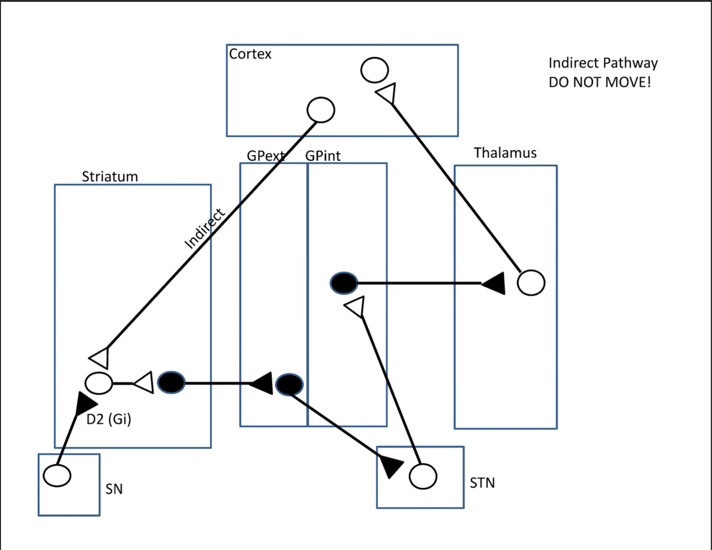 <p>Basal Ganglia <em>Indirect Pathway: DO NOT MOVE</em></p>