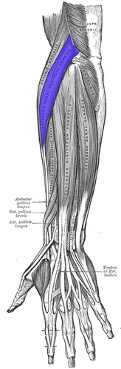 <p>origin: humerus</p><p>insertion: metacarpals II and III</p><p>action: extends and abducts wrist</p>