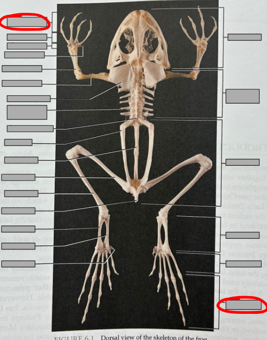 <p>What part of the organism is this?</p>