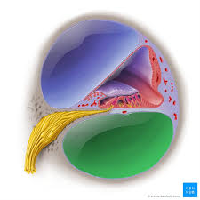 <p>inner ear</p>