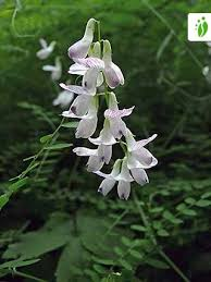 <p>skogsvicker vicia sylvática</p><div data-youtube-video=""><iframe width="640" height="480" allowfullscreen="true" autoplay="false" disablekbcontrols="false" enableiframeapi="false" endtime="0" ivloadpolicy="0" loop="false" modestbranding="false" origin="" playlist="" rel="1" src="https://www.youtube.com/embed/swp2uVPG8p4?rel=1" start="0"></iframe></div><p></p>