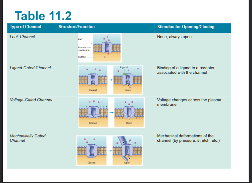 <p><span style="background-color: transparent;">open or close and response to change in cells membrane potential</span></p>