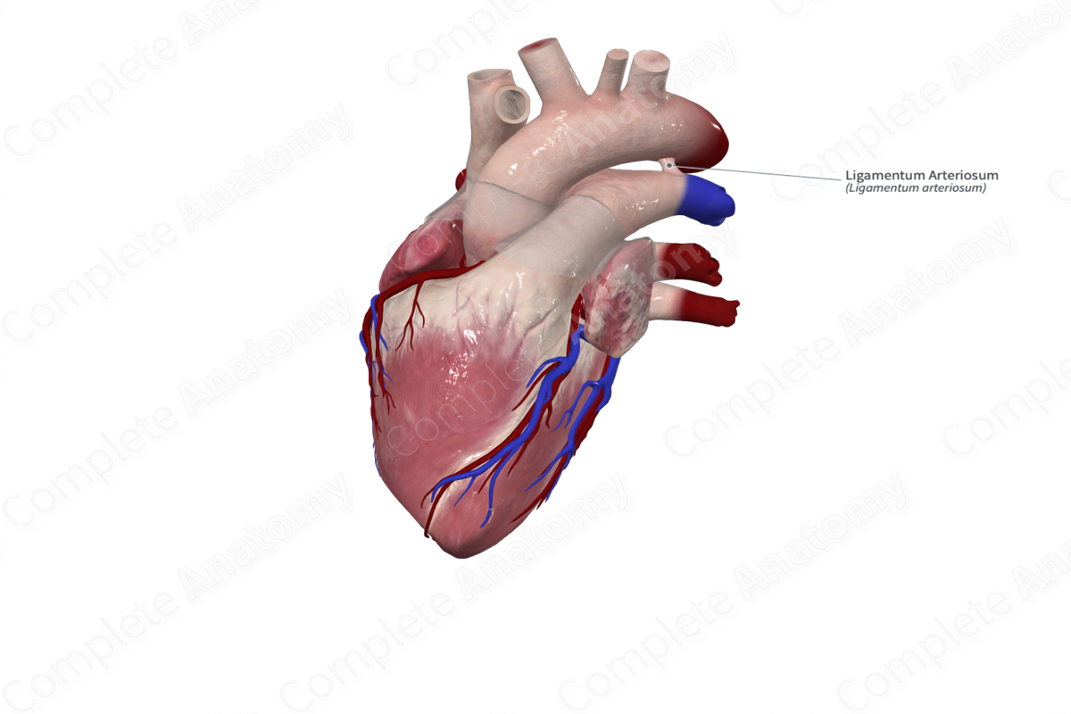 <p>Ligamentum arteriosum (LA)</p>