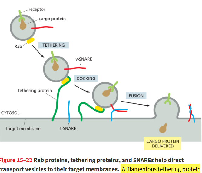 <p>Proteins on the cystolic target membranes that <strong>bind Rab proteins on vesicles t</strong>o capture and hold them near the correct destination.</p><ul><li><p>Rab and tethering proteins provide intial recognition btwn vesicle and target membrane</p></li></ul><p></p>