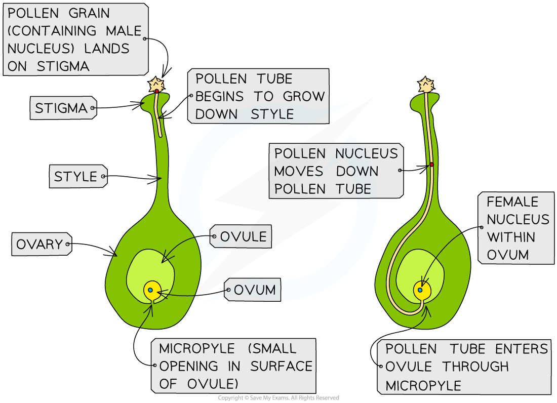 <ol><li><p>Pollen maturation, 2. Pollen transfer to stigma, 3. Germination of pollen tube, 4. Fertilization of ovule. </p></li></ol><p></p>