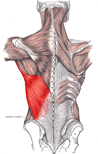 <p>M. latissimus dorsi</p>
