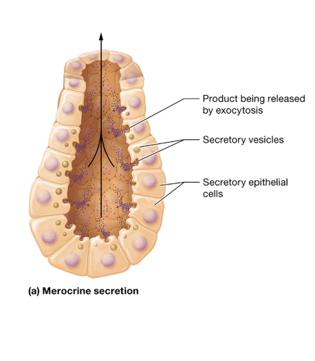 <p>merocrine secretion: location</p>