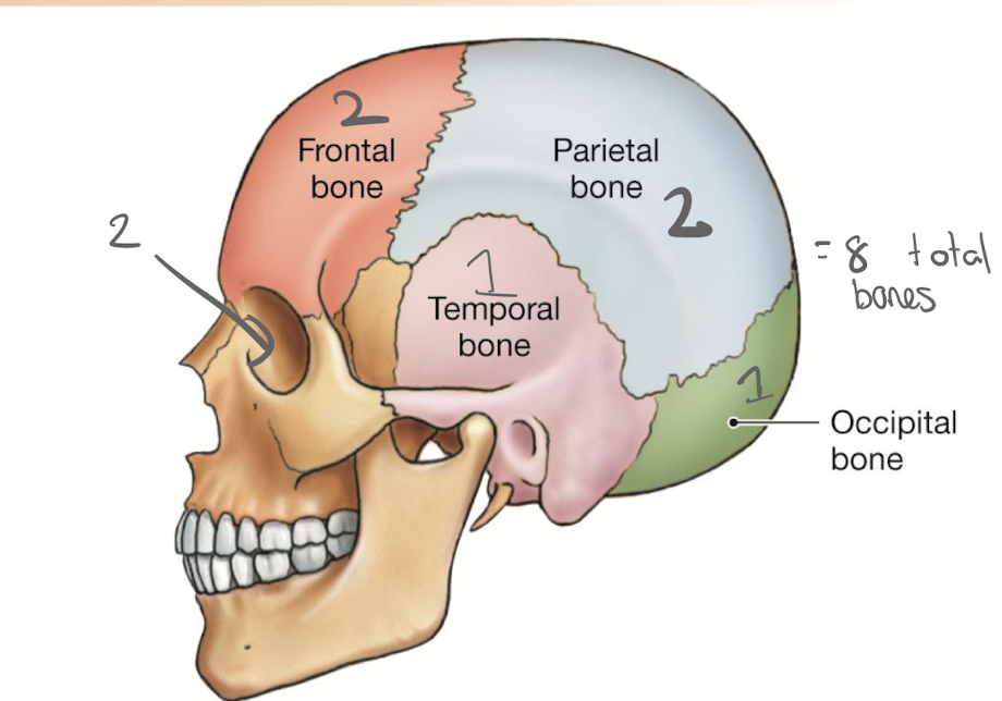 <p>human skull consists of 22 total bones, divided into 8 cranial bones that protect the brain and 14 facial bones that shape the face</p><ul><li><p>jaw bone is the only one that can ‘move’, all others are fused together</p></li></ul><p></p>