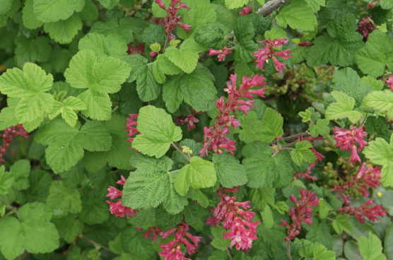 3-tip leaves, pink-red colored flowers