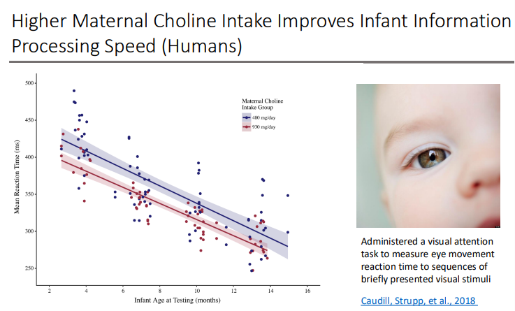 <p>Higher Maternal Choline Intake Improves Infant Information Processing Speed (Humans)</p>