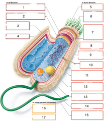 <p>Fimbriae</p><p>(#6)</p>