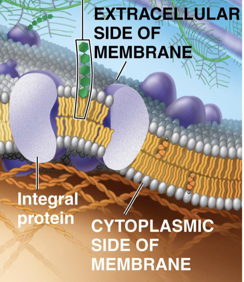 <p>What is the green thing?</p>
