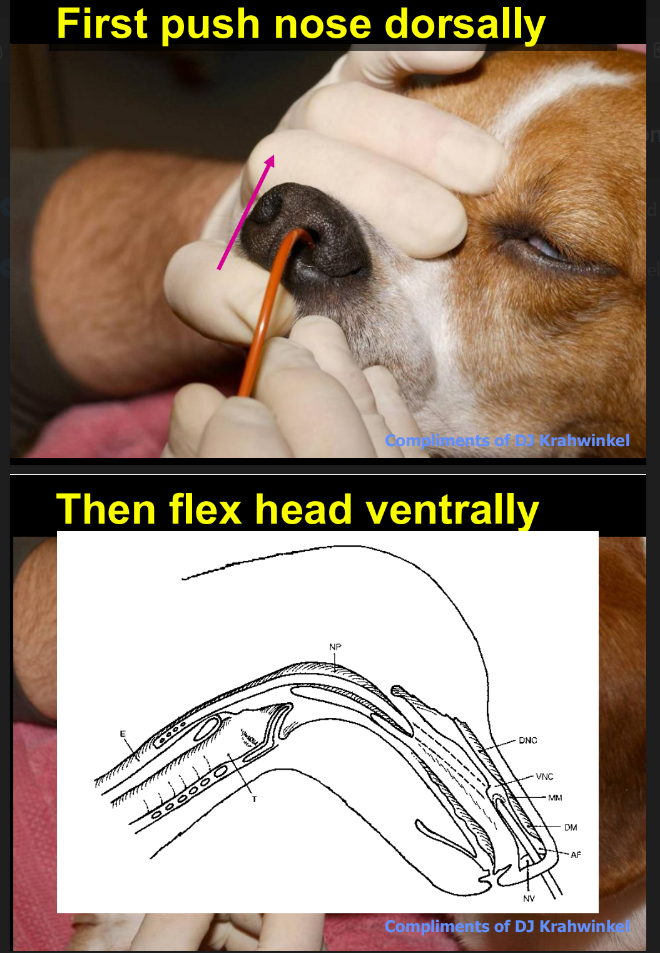 <ul><li><p>Push nose dorsally to align outer &amp; inner passages (alar cartilages) before placing tube</p></li><li><p>Then flex head ventrally </p></li><li><p>Then direct ventromedially (as in cat)</p></li></ul><p><em>should be no resistance &amp; pass smoothly </em></p><p></p>