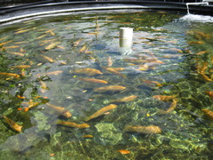 <p>Production of fish and other marine products on fish farms.</p>