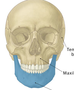 <p>the largest, strongest, and only movable bone in the human skull</p>