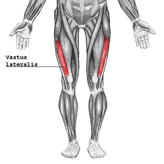 <p>Vastus lateralis</p>