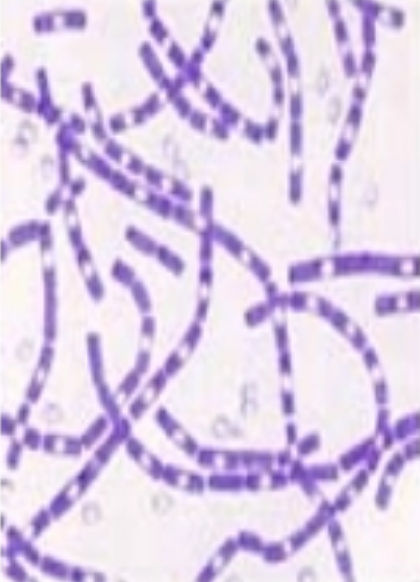 <p>what is it</p>