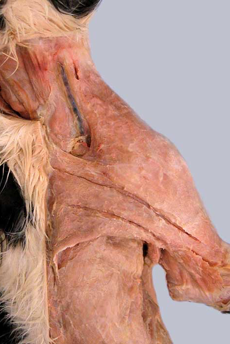 <p>name this muscle. what species is it?</p>