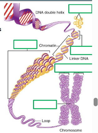 <ul><li><p>DNA wrapped 2x around group of 8 histones, to form nucleosomes - collectively known as chromatin</p></li><li><p>as the cell prepares for cell division, chromatin condenses to form chromatin fibres then condenses further into loops and then stacks as fully condensed chromosomes</p></li><li><p>most of the time, our DNA is present in our cells as chromatin and chromatin fibres</p></li><li><p>chromosome — comprises many genes, usually >1000</p></li><li><p>gene — a DNA segment that contributes to a phenotype/function</p></li></ul><p></p>