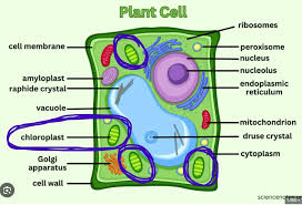 <p>Chloroplasts</p>