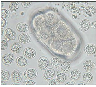 <p>10 to 12 um in diameter, from a cat</p>