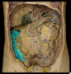 <p>identify the structure</p>
