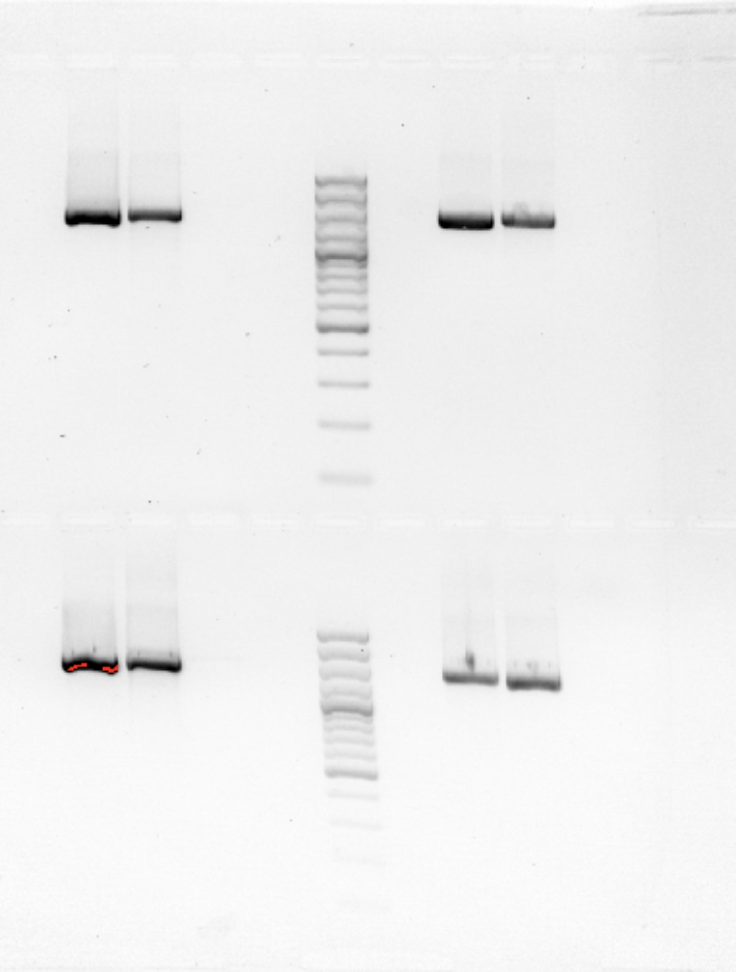 <p class="p1"></p><ul><li><p class="p1"><strong>sample</strong> = band if amplification worked; <strong>positive control</strong> = band; <strong>negative control</strong> = no band</p></li><li><p class="p1">a band in negative control = <strong><em><u>contamination. </u></em></strong></p></li><li><p class="p1">no bands visible = <em>no dye added.</em></p></li><li><p class="p1">no band in positive control = <strong>pcr didnt work</strong> (issue w/ master mix). </p></li></ul><p></p>