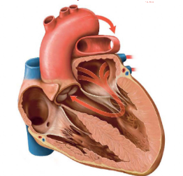 <p>Oxygenated blood enters the left atrium from the pulmonary veins → passes through the mitral valve → enters the left ventricle → leaves through the aortic valve into the aorta.</p>