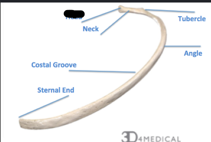 <p>What boney feature of Rib?</p>