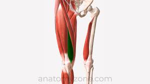 <p>What muscle is this?</p>