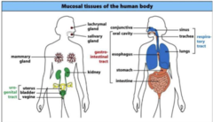 <p>How a pathogen gains access to the body</p>