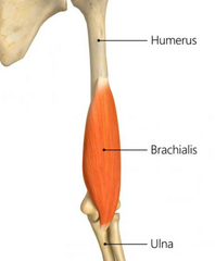 <p>Coronoid process and tuberosity of ulna.</p>