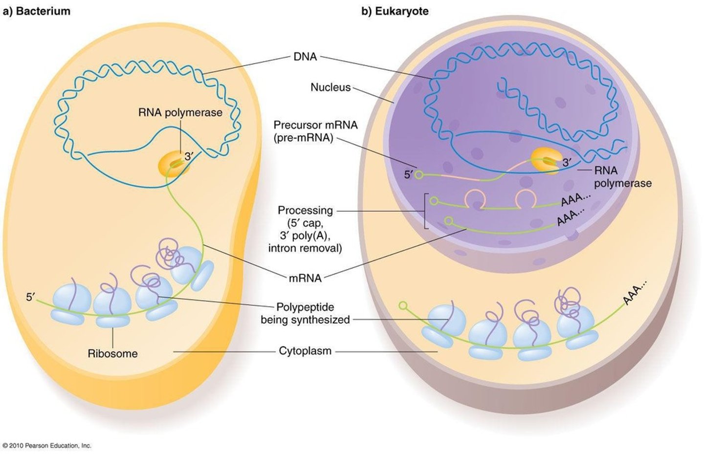 <p>Bacterial genes are controlled by repressors and RNA polymerase, while eukaryotic genes involve additional proteins, including transcription factors.</p>