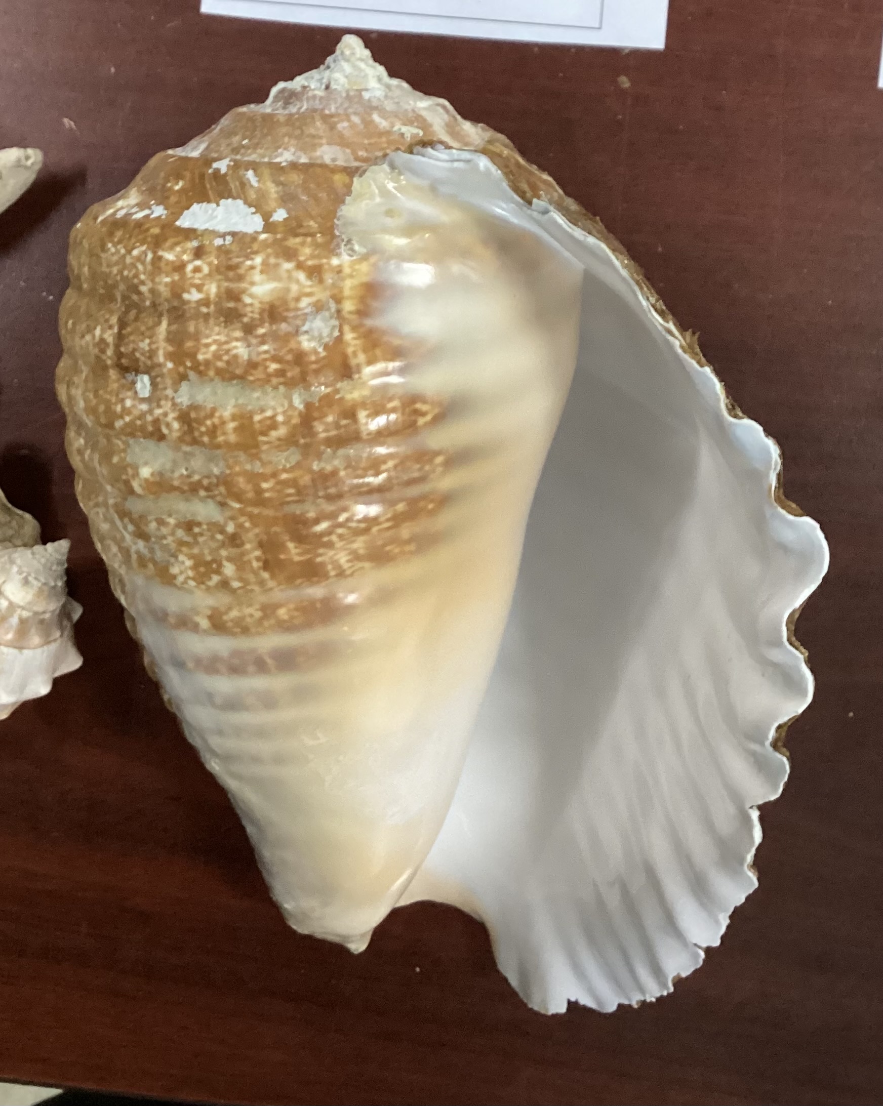 <p><strong>FILO<br>CLASE</strong><br><strong>SUBCLASE</strong><br><strong>ORDEN</strong><br><strong>FAMILIA</strong><br><strong>GÉNERO</strong><br><strong>NOMBRE COMÚN<br>CARACTERÍSTICAS</strong><br><strong>RÁDULA<br>ALIMENTACIÓN <br>HÁBITAT</strong></p>