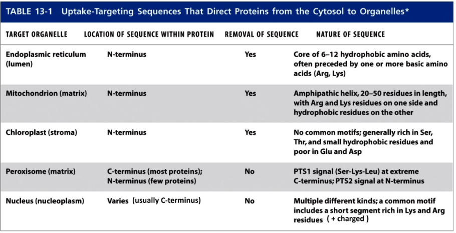 <ul><li><p>Endoplasmic reticulum @ N-terminus, REMOVED</p><ul><li><p>6-12 hydrophobic amino acids </p></li><li><p>Preceded by 1+ basic amino acid (Arg, Lys) </p></li></ul></li><li><p>Mitochondrion (matrix) @ N-terminus, REMOVED </p><ul><li><p>20-50 residues form amphipathic helix </p></li><li><p>Basic amino acid (Arg, Lys) and hydrophobic residues on opposite sides </p></li></ul></li><li><p>Chloroplast (stroma) @ N-terminus, REMOVED</p><ul><li><p>No common motifs</p></li><li><p>Rich in Ser, Thr, &amp; small hydrophobic residues </p></li><li><p>Poor in Glu &amp; Asp</p></li></ul></li><li><p>Peroxisome (matrix) most @ C-terminus, few @ N-terminus NOT REMOVED </p><ul><li><p>PTS1 signal @ extreme C-terminus</p></li><li><p>PTS2 signal @ N-terminus </p></li></ul></li><li><p>Nucleus (nucleoplasm) usually @ C-terminus, NOT REMOVED </p><ul><li><p>Multiple kinds </p></li><li><p>Short segment of Lys &amp; Arg residues (+ charged)</p></li></ul></li></ul><p></p>
