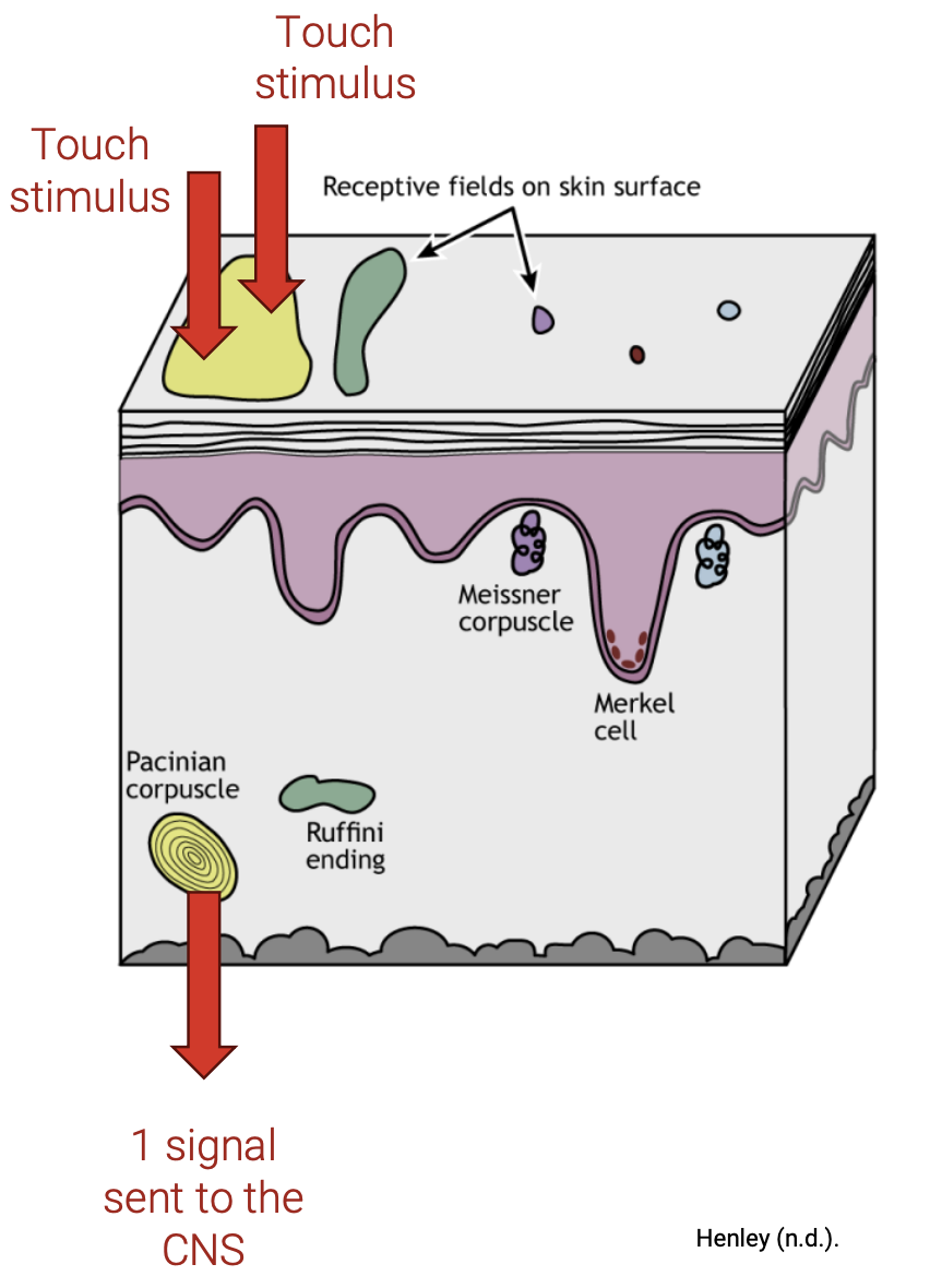 <ul><li><p>When a receptive field is touched, the neuron sends an action potential to the CNS</p><ul><li><p><u>No. of action potentials sent</u> based on <u>the </u><strong><u>number</u></strong><u> of touches</u> is based on the <strong>size </strong>and <strong>density</strong> of the <strong>receptive fields</strong> stimulated</p><ul><li><p>i.e </p><ul><li><p>Skin with <mark data-color="green" style="background-color: green; color: inherit;">smaller, but more numerous receptive fields</mark> can distinguish between two close touches because different receptive fields are stimulated</p></li><li><p>Skin with <mark data-color="green" style="background-color: green; color: inherit;">larger, and less numeroud receptive fields</mark> cannot distinguish between two close touches because the <strong>same receptive field</strong> is stimulated</p></li></ul></li></ul></li></ul></li></ul><p></p>