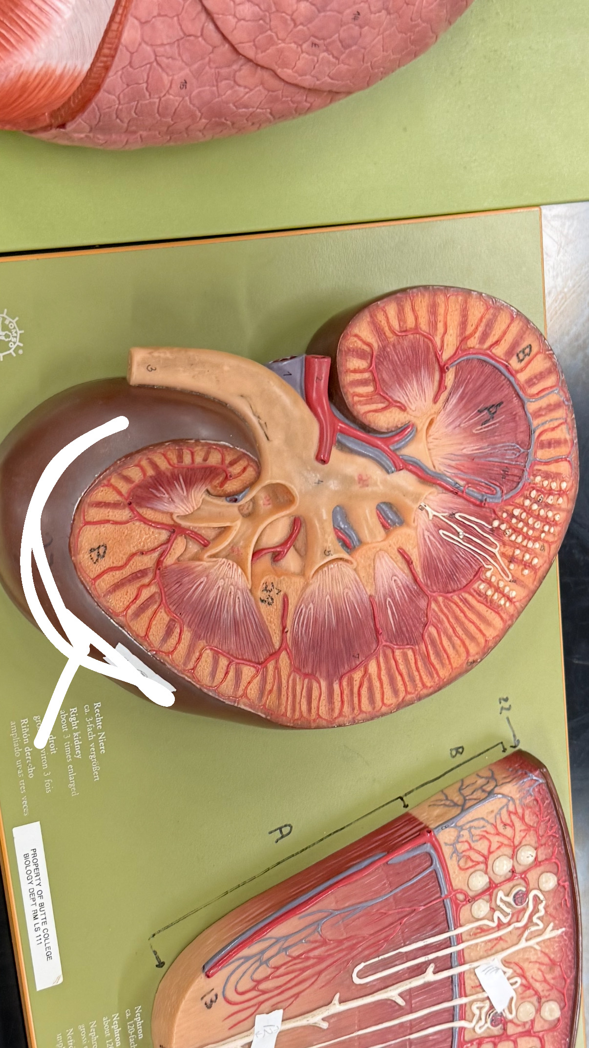 <p>outside lining of kidney</p>