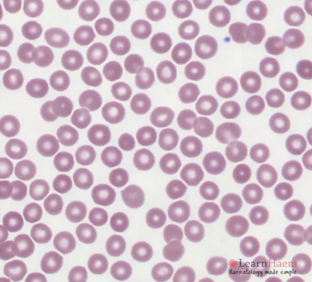 <p>what type of cell is this</p>