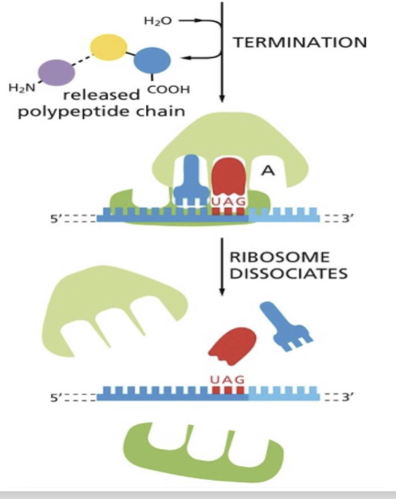 <ul><li><p>when tRNA reaches stop codons, it cannot recognize them, and translation stops</p></li><li><p>release factor changes the activity of peptidyl transferase</p></li><li><p>one H2O molecule is added, releasing the amino acid chain from the tRNA</p></li></ul><p></p>