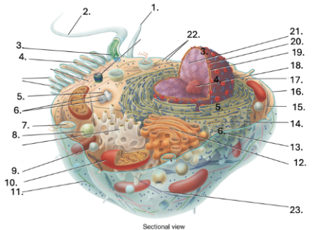<p>Mitochondria <strong>(10)</strong></p>