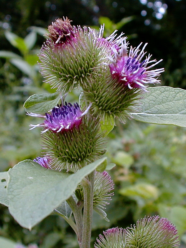 <p>Identify the weed</p>