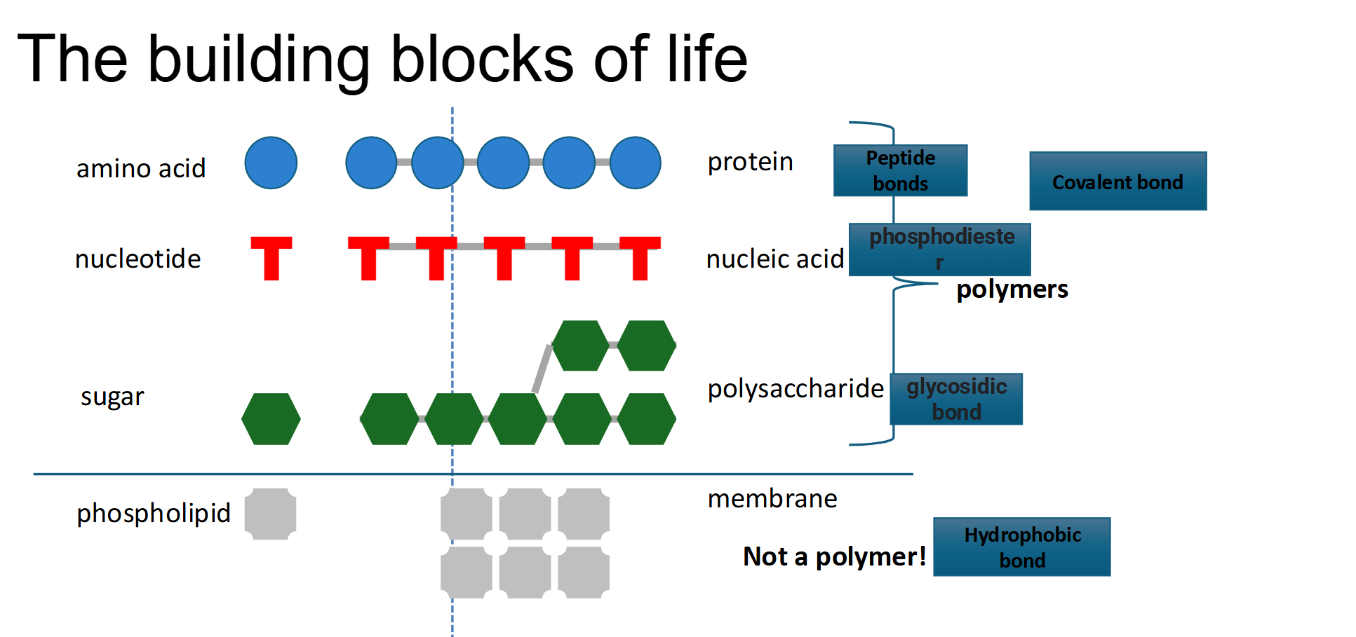 <ul><li><p>Unlike the other building blocks of life, they are not a polymer (Do not form any covalent bonds!)</p></li><li><p>Instead they connect by interactions → <strong>Hydrophobic interactions</strong></p></li></ul><p></p>