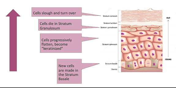<p>Stratum Corneum → Stratum lucidum →Stratum granulosum → Stratum Spinosum → Stratum Basale (<span style="color: red;">C</span>ome <span style="color: red;">L</span>ets <span style="color: red;">G</span>et <span style="color: red;">S</span>ome <span style="color: red;">B</span>eer)</p>