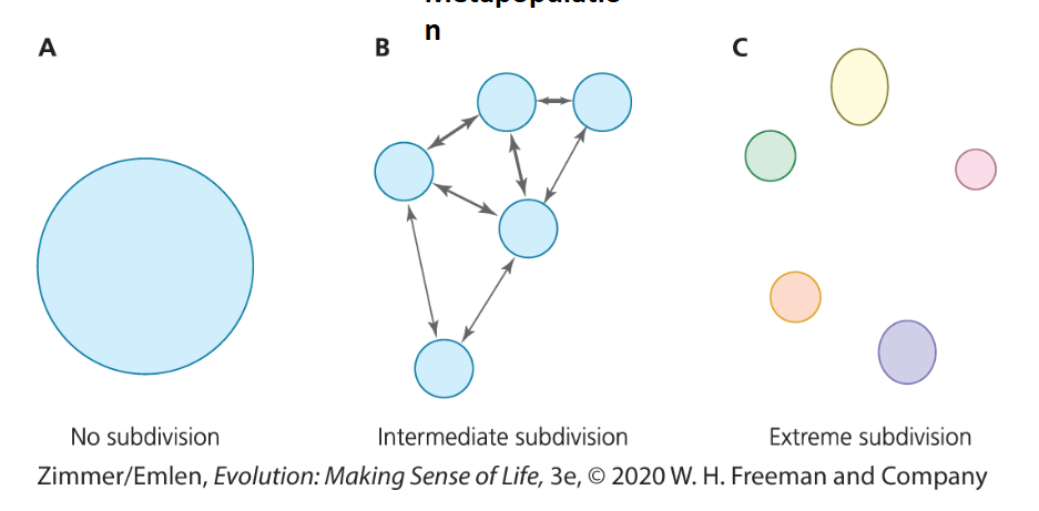 <ul><li><p>depends on landscape features and the relative degree of motility of individuals in the population</p></li><li><p>subdivided populations show distinct genetic structure (heterogeneity in allelic frequencies)</p></li></ul><p></p>