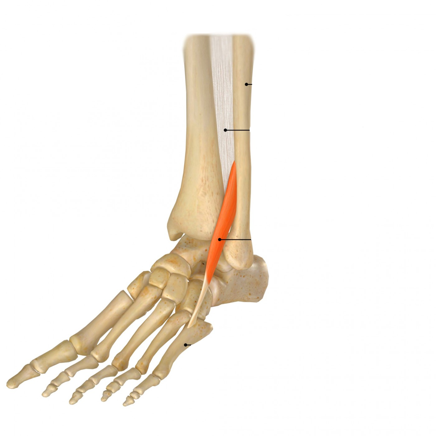 <p><span>m. Extensor digitorum: Via een dorsale aponeurose op de basis van de mediale en distale phalanx van teen 2-5<br>m. Peroneus tertius: lateraal op de basis en corpus van metatarsaal V, soms ook op IV.</span></p>