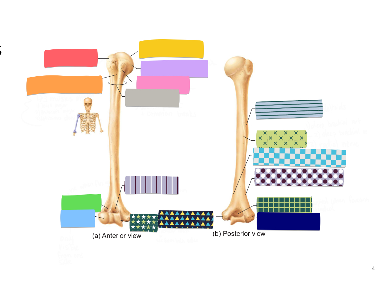 <p>humerus - green and blue </p>