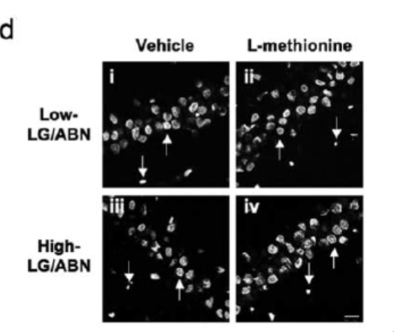 <p>the data shows that the methionine injection physically blocked a "calmness" protein from sticking to the DNA. Because this protein can no longer attach, the gene that controls stress stays "off," making the rat more anxious</p>